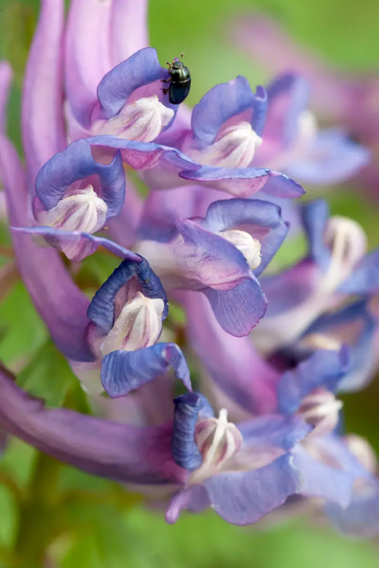 Hohlknolliger Lerchensporn (Corydalis cava)